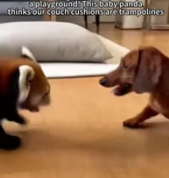 F1305006 From Dog Door to Heartbreak_ A Panda’s Journey (Part 2)