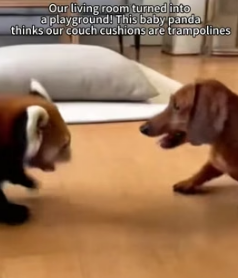 F1305006 From Dog Door to Heartbreak_ A Panda’s Journey (Part 2)