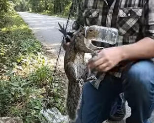 A0205008 Rescuing a Baby Squirrel Trapped in a Snare on a Tree Branch — A Heart-Touching Video (Part 2)