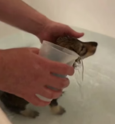 F1305007 My Dachshund Brought Home a Wolf Pup… You Won’t Believe What Happened Next (Part 2)