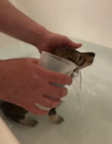 F1305007 My Dachshund Brought Home a Wolf Pup… You Won’t Believe What Happened Next (Part 2)