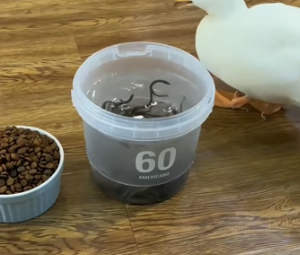 My dog brought back a duck, it’s a cute little angel (Part 2)