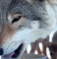 F1305008 I am so Haappy I could help the wolf family (Part 2)