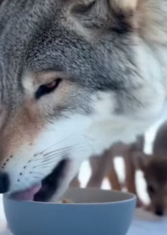 F1305008 I am so Haappy I could help the wolf family (Part 2)