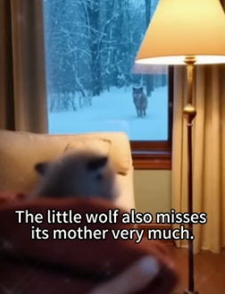 I helped a she-wolf save her cub,and then this happened (Part 2)