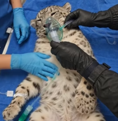 F1305001 After saving this snow leopard (Part 2)