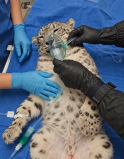 F1305001 After saving this snow leopard (Part 2)