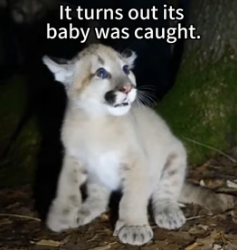 F1305002 A cougar knocked on my door, and then (Part 2)