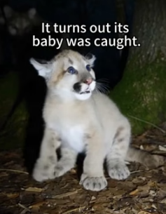 F1305002 A cougar knocked on my door, and then (Part 2)