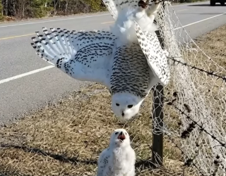 A0205023 A Man Rescues a Mother Snowy Owl Trapped in a Roadside Snare, While Her Owlet Waits Below (Part 2)