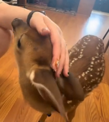 Rescuing Fawn Abandoned by Its Mother (Part 2)