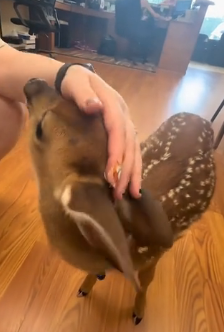Rescuing Fawn Abandoned by Its Mother (Part 2)