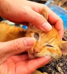 H0605028 girl saves poor homeless cat (Parrt 2)