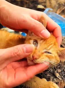 H0605028 girl saves poor homeless cat (Parrt 2)