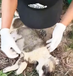 H0605026 guy saved poor dog (Part 2)
