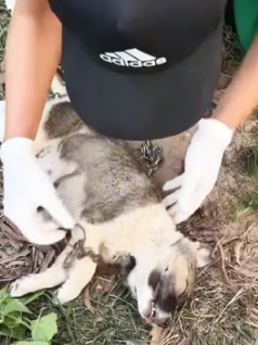 H0605026 guy saved poor dog (Part 2)