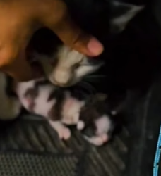 H1205002 She held baby begged driver help. Lucky them (Part 2)