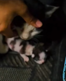 H1205002 She held baby begged driver help. Lucky them (Part 2)