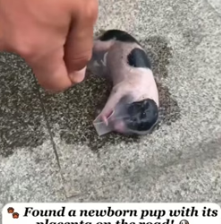 H1205001 Rescuing puppies abandoned by their mothers