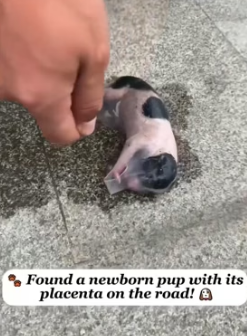 H1205001 Rescuing puppies abandoned by their mothers
