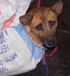 H1205003 did not hesitate to rescue dog (Part 2)