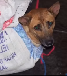 H1205003 did not hesitate to rescue dog (Part 2)