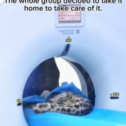 H1205004 Leopard rescue (Part 2)