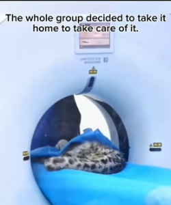 H1205004 Leopard rescue (Part 2)
