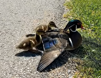 A0205026 Rescuing a Mother Wood Duck Tangled in a Net by the Road (Part 2)
