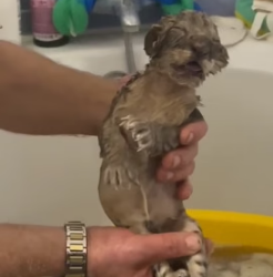H1205005 Man helps mother tiger cub reunite (Part 2)