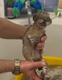 H1205005 Man helps mother tiger cub reunite (Part 2)