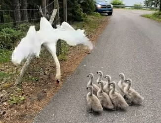 A0205011 Rescuing a mother swan trapped on a fence, while her cygnets cry out to her from below (Part 2)
