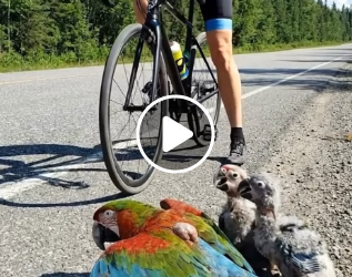 A0205024 A kind girl stopped her car to rescue an injured mother parrot and her two chicks (Part 2)