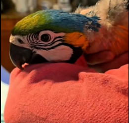 R1305003 A kind woman rescued a trapped baby macaw and then this happened. (Part 2)