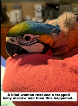 R1305003 A kind woman rescued a trapped baby macaw and then this happened. (Part 2)
