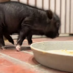 R1305001 A Kind Couple Rescued an Abandoned Piglet on the Road and then this happened (Part 2)