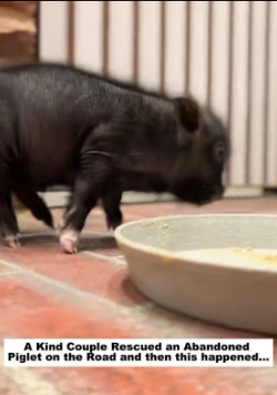R1305001 A Kind Couple Rescued an Abandoned Piglet on the Road and then this happened (Part 2)