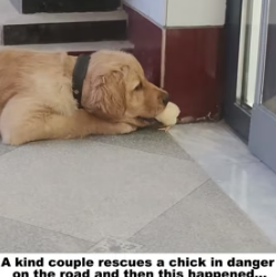 R1305002 A kind couple rescues a chick in danger on the road and then this happened (Part 2)
