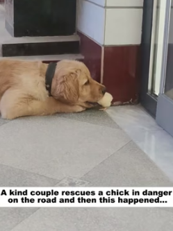 R1305002 A kind couple rescues a chick in danger on the road and then this happened (Part 2)