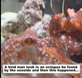R1305004 A kind man took in an octopus be found by the seaside and then this happened (Part 2)