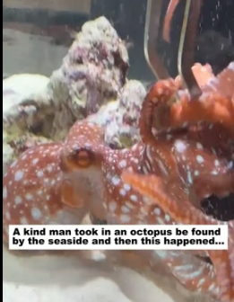R1305004 A kind man took in an octopus be found by the seaside and then this happened (Part 2)