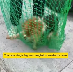 W1305002 Rescuing a dog stuck in an electric wire (Part 2)