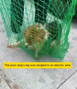 W1305002 Rescuing a dog stuck in an electric wire (Part 2)
