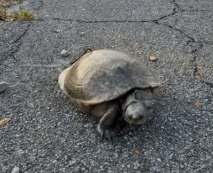 A0205010 Rescuing a Turtle Caught in Fishing Line on a Road Along the Lake (Part 2)