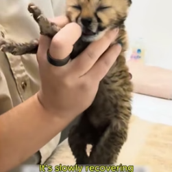 W1105012 woman adopted weak little cheetah its mother (Part 2)