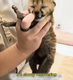 W1105012 woman adopted weak little cheetah its mother (Part 2)