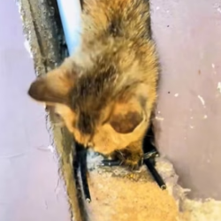 W1105011 spotted stray cat tucked in gap between two houses (Part 2)