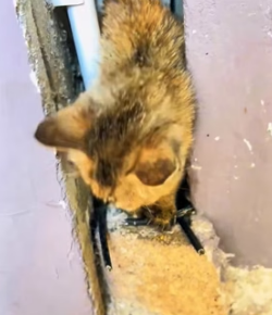 W1105011 spotted stray cat tucked in gap between two houses (Part 2)