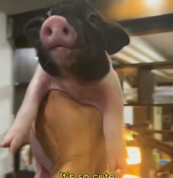 W1105010 Picking little piglet (Part 2)