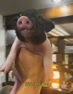 W1105010 Picking little piglet (Part 2)